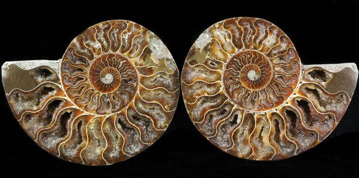 Cut/Polished Ammonite Pair - Agatized #42505